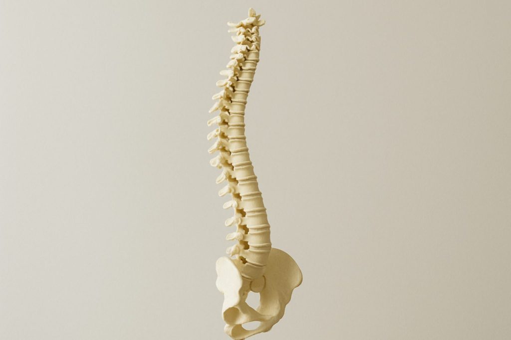 3D model of a human spine and pelvis against a neutral background