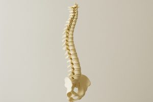 3D model of a human spine and pelvis against a neutral background