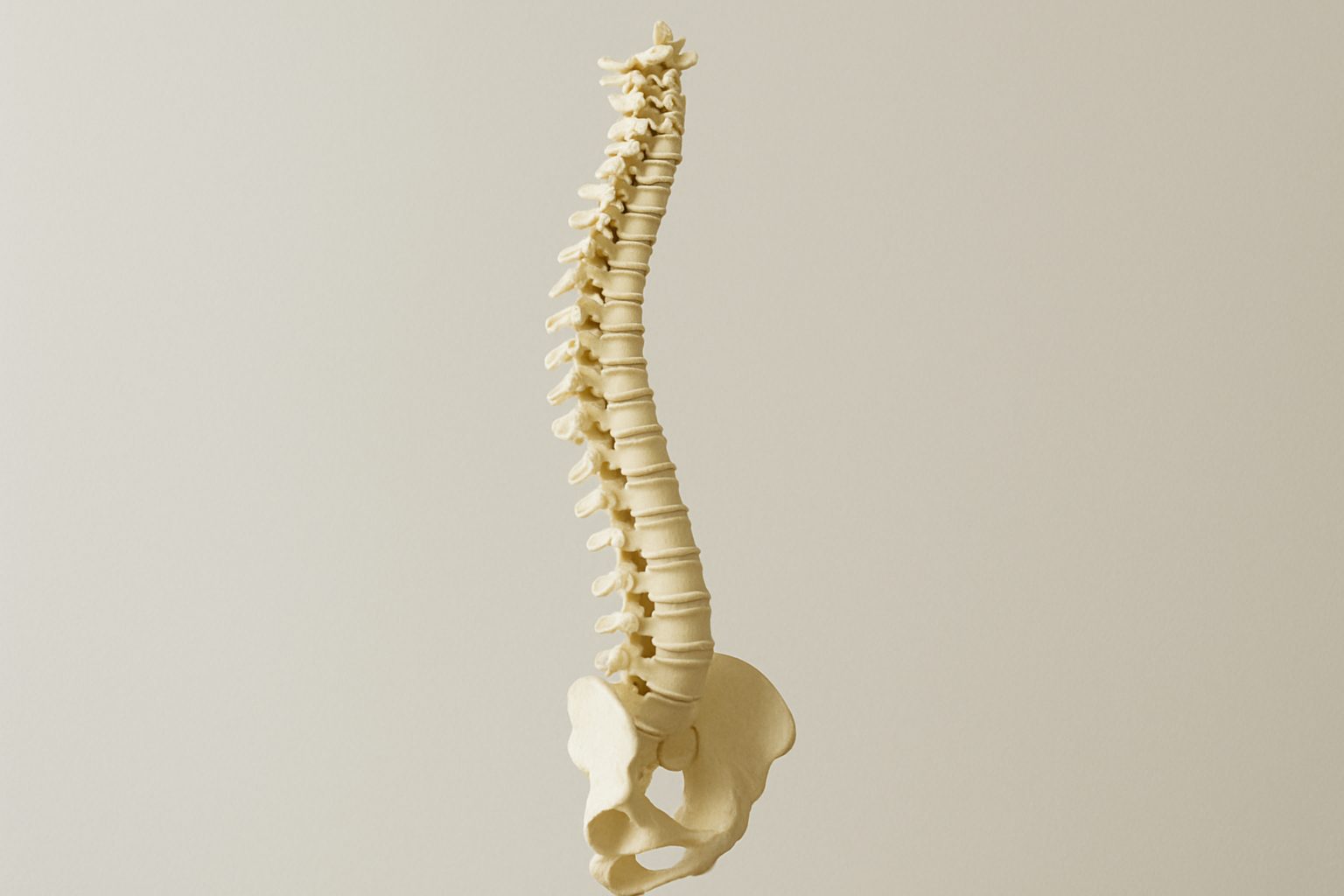 3D model of a human spine and pelvis against a neutral background